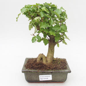 Pokojová bonsai -Ligustrum chinensis - Ptačí zob PB2191838