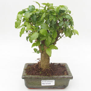 Pokojová bonsai -Ligustrum chinensis - Ptačí zob PB2191839