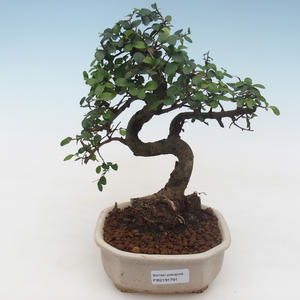 Pokojová bonsai - Ulmus parvifolia - Malolistý jilm PB2191791