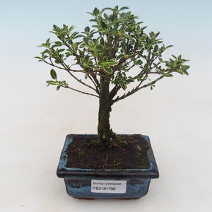 Pokojová bonsai - Serissa foetida Variegata - Strom tisíce hvězd PB2191792