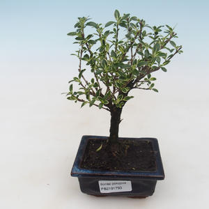 Pokojová bonsai - Serissa foetida Variegata - Strom tisíce hvězd PB2191793