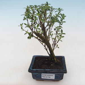 Pokojová bonsai - Serissa foetida Variegata - Strom tisíce hvězd PB2191794