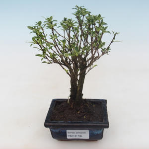 Pokojová bonsai - Serissa foetida Variegata - Strom tisíce hvězd PB2191795