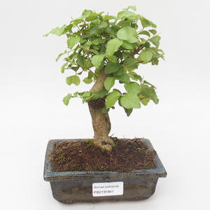 Pokojová bonsai -Ligustrum chinensis - Ptačí zob PB2191841