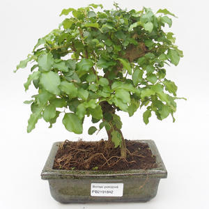 Pokojová bonsai -Ligustrum chinensis - Ptačí zob PB2191842
