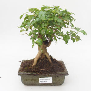 Pokojová bonsai -Ligustrum chinensis - Ptačí zob PB2191843