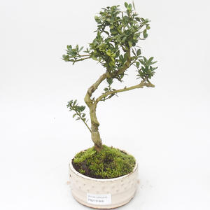 Pokojová bonsai - Ilex crenata - Cesmína PB2191856