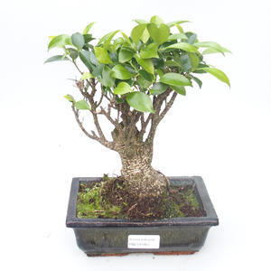 Pokojová bonsai - Ficus retusa -  malolistý fíkus PB2191861