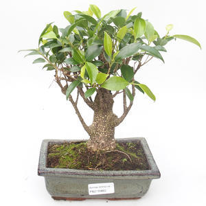 Pokojová bonsai - Ficus retusa -  malolistý fíkus PB2191862