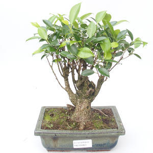 Pokojová bonsai - Ficus retusa -  malolistý fíkus PB2191863