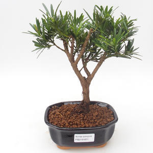 Pokojová bonsai - Podocarpus - Kamenný tis PB2191871