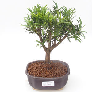 Pokojová bonsai - Podocarpus - Kamenný tis PB2191872