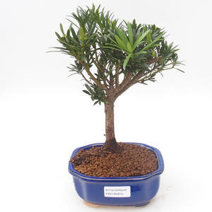 Pokojová bonsai - Podocarpus - Kamenný tis PB2191873