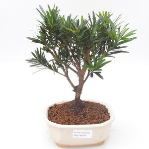 Pokojová bonsai - Podocarpus - Kamenný tis PB2191874