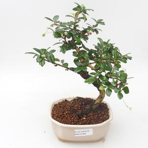 Pokojová bonsai - Carmona macrophylla - Čaj fuki PB2191891