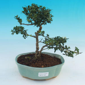 Pokojová bonsai - Ilex crenata -  Cesmína