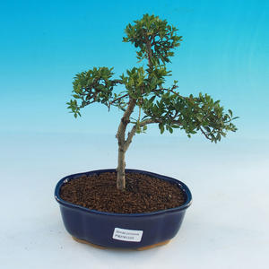 Pokojová bonsai - Ilex crenata -  Cesmína