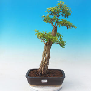 Pokojová bonsai - Duranta erecta Aurea