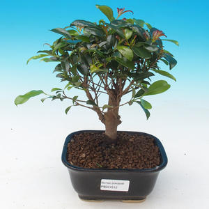 Pokojová bonsai - Eugenia unoflora - Australská třešeň