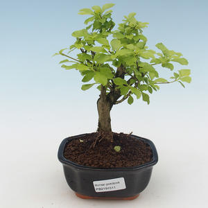 Pokojová bonsai - Duranta erecta Aurea PB2191511