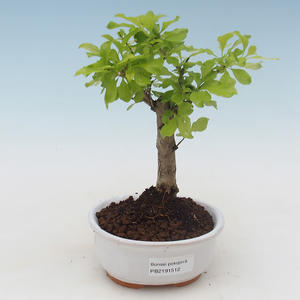 Pokojová bonsai - Duranta erecta Aurea PB2191512