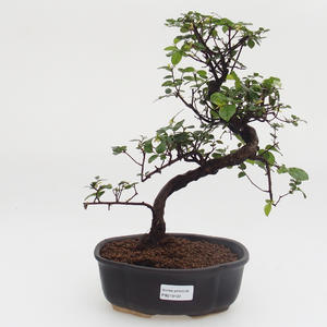 Pokojová bonsai - Sagerécie thea -Sagerécie čajová