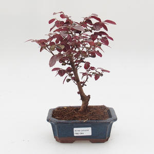 Pokojová bonsai - Loropelatum chinensis