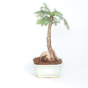Pokojová bonsai - Araukarie - pokojový smrček