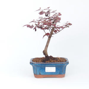 Pokojová bonsai - Loropelatum chinensis