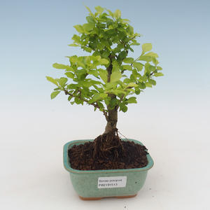 Pokojová bonsai - Duranta erecta Aurea PB2191513