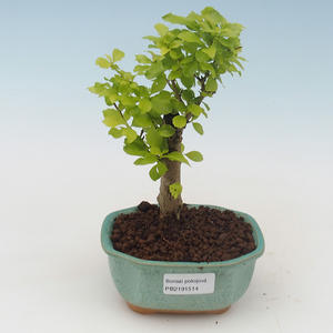 Pokojová bonsai - Duranta erecta Aurea PB2191514
