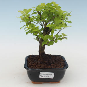 Pokojová bonsai - Duranta erecta Aurea PB2191515