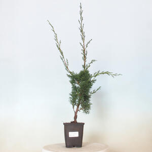 Venkovní bonsai - Acer campestre - Javor babyka
