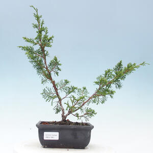Venkovní bonsai - Juniperus chinensis Itoigawa-Jalovec čínský