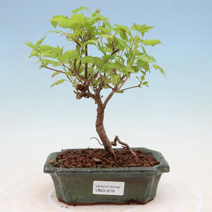 Venkovní bonsai - Acer GINALA - Javor ohnivý