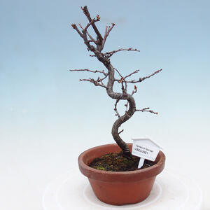 Venkovní  bonsai -  Chaneomeles chinensis - Kdoulovec čínsky