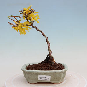 Venkovní bonsai - Zlatice - Forsythia intermedia