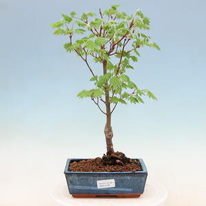 Venkovní bonsai - Javor palmatum katsura GISAN - Javor dlanitolistý
