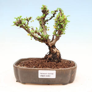 Venkovní bonsai - Berberis thunbergii Kobold - Dřištál Thunbergův