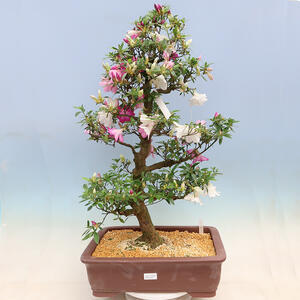 Venkovní bonsai - Japonská azalka SATSUKI- Azalea KINSHO