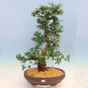 Venkovní bonsai - Japonská azalka SATSUKI- Azalea SHUSHUI