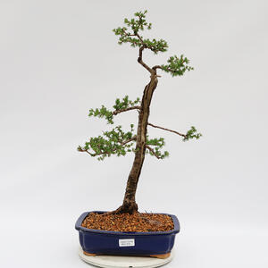 Venkovní bonsai - Japonská azalka SATSUKI- Azalea BEYAKUREN