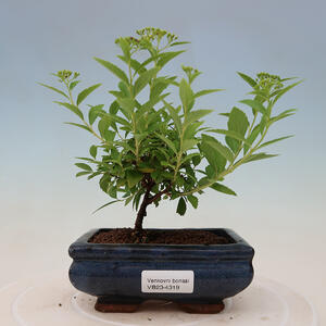Keramická bonsai miska 21 x 21 x 7 cm, barva zelená