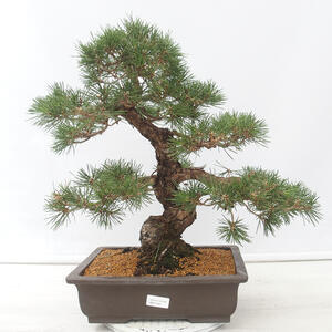 Venkovní bonsai - Pinus thunbergii - Borovice thunbergova