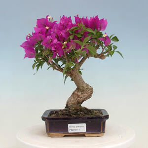 Keramická bonsai miska 8 x 8 x 3 cm, barva praskaná režná