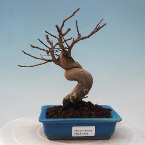 Keramická bonsai miska 18,5 x 18,5 x 7 cm, barva zelená