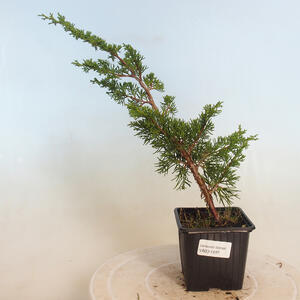 Venkovní bonsai - Juniperus chinensis Itoigawa-Jalovec čínský