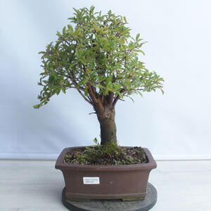Venkovní bonsai - Mahalebka - Prunus mahaleb