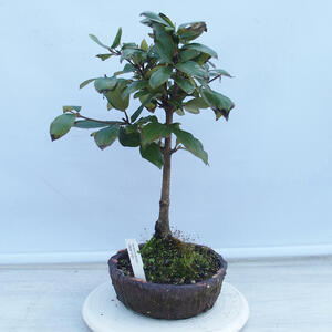 Keramická bonsai miska 42 x 33 x 9 cm, barva hnědá
