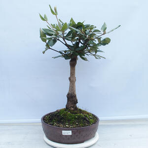 Keramická bonsai miska 37 x 30 x 9 cm, barva hnědá